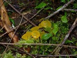 Guepiniopsis alpina image