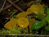 Guepiniopsis alpina image