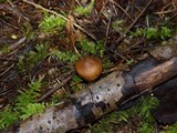 Inocybe abietis image