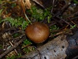 Inocybe abietis image