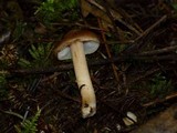Inocybe abietis image