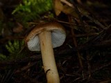 Inocybe abietis image