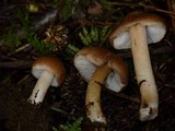 Inocybe abietis image
