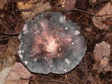 Russula cyanoxantha image
