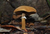 Cystoderma fallax image