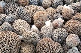 Morchella esculentoides image