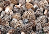 Morchella esculentoides image