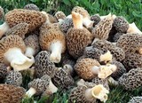 Morchella esculentoides image