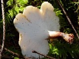 Polyporus leptocephalus image