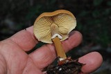 Cystoderma fallax image