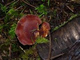 Polyporus durus image