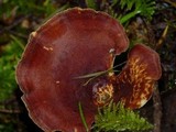 Polyporus durus image