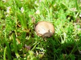 Psilocybe montana image
