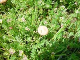 Psilocybe montana image
