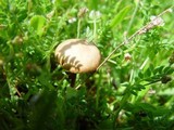 Psilocybe montana image