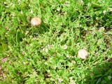 Psilocybe montana image