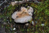 Lactarius argillaceifolius var. megacarpus image