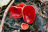 Sarcoscypha austriaca image
