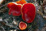 Sarcoscypha austriaca image