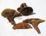 Hydnellum cristatum image