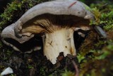 Lactarius argillaceifolius image