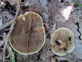 Hydnellum cristatum image