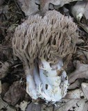 Ramaria fennica image