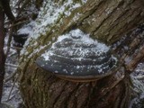 Phellinus igniarius image