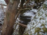 Phellinus igniarius image