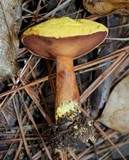 Buchwaldoboletus hemichrysus image