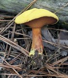 Buchwaldoboletus hemichrysus image