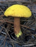 Buchwaldoboletus hemichrysus image