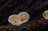 Stereum ochraceoflavum image