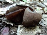 Peziza phyllogena image