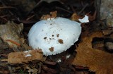 Amanita silvicola image