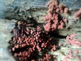 Arcyria ferruginea image