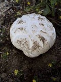 Calbovista subsculpta image