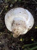 Calbovista subsculpta image