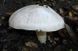 Agaricus bitorquis image