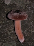 Lactarius corrugis image