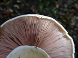 Agaricus bitorquis image