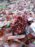 Gyromitra caroliniana image