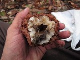 Gyromitra caroliniana image