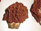 Gyromitra caroliniana image
