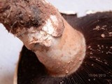 Agaricus bitorquis image