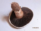 Agaricus bitorquis image