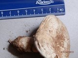 Agaricus bitorquis image