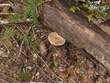Polyporus leptocephalus image