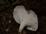 Polyporus leptocephalus image