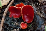 Sarcoscypha austriaca image